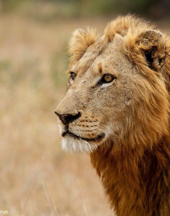 B23Amy Leigh Lion Nwas 2 300721 Final