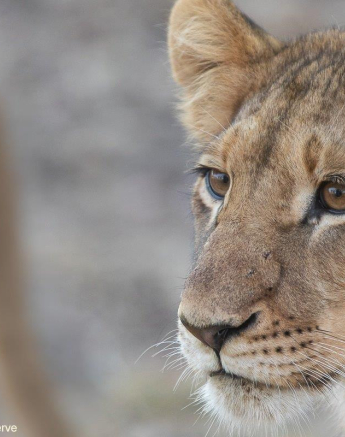 B32Tyron Van Der Walt SP Cubs 010821 1 Final