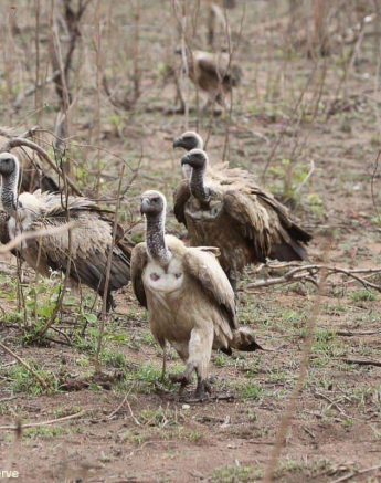 B07Erin Herbst Vultrue 1 191021 Final B07Erin Herbst Vultrue 1 191021 Final