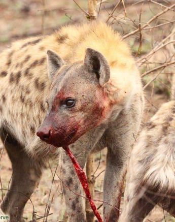 B11Erin Herbst Hyaena 4 191021 Final B11Erin Herbst Hyaena 4 191021 Final