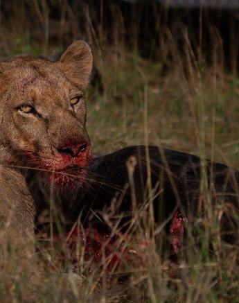 A24Amy Leigh Lion SP 2 140422 Final