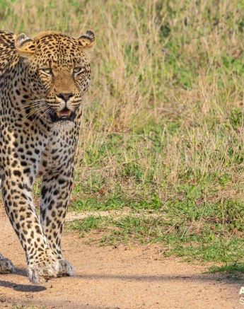 26andries Leopard.hanyile 101020 2 Final 26andries Leopard.hanyile 101020 2 Final
