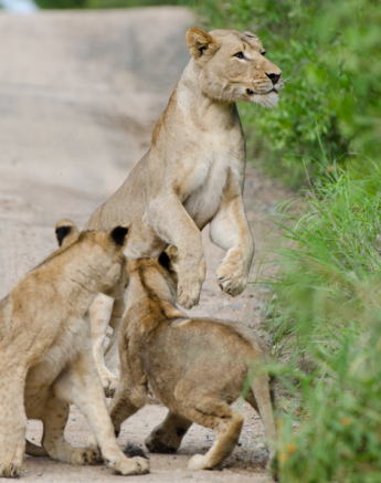 Lion Play 10 Lion Play 10