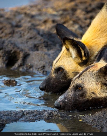 10428218 736532209727766 1551941464755195519 O