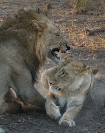 07Courtney Dalziel Lions Mating 2 07Courtney Dalziel Lions Mating 2
