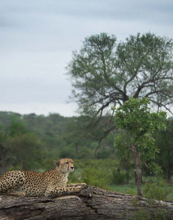 24Kosie Lategan Cheetah3 24Kosie Lategan Cheetah3