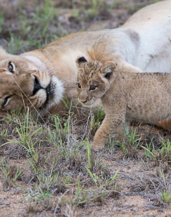 02lion Cubs Grant Rodewijk 260116 2 02lion Cubs Grant Rodewijk 260116 2