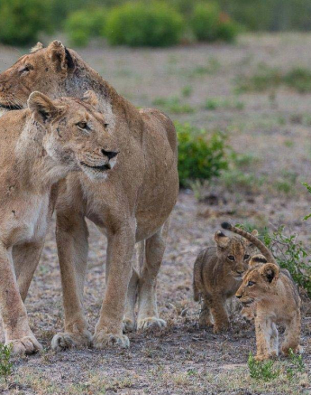 09Terry Ennever Lion And Cubs 6 3 16 09Terry Ennever Lion And Cubs 6 3 16