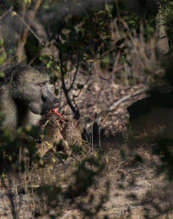 10Mike L Baboon Duiker 3 10Mike L Baboon Duiker 3