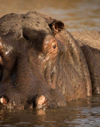 27Sheldon Hooper Hippo Glare