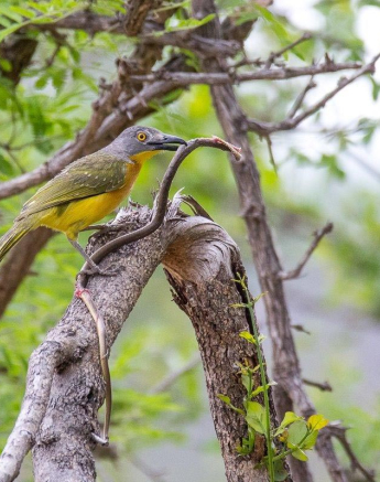 20Franscois Rosslee Bushshrike Final 20Franscois Rosslee Bushshrike Final