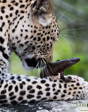 34Greg Heasman Ntsumi 1