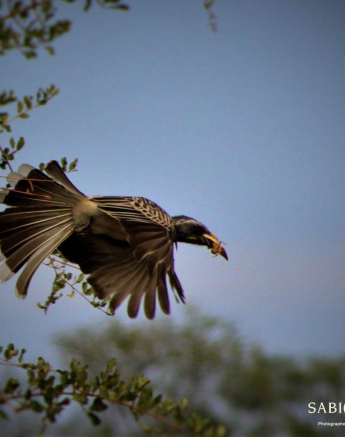 17Frederik Aucamp Southern Grey Hornbill Final 17Frederik Aucamp Southern Grey Hornbill Final