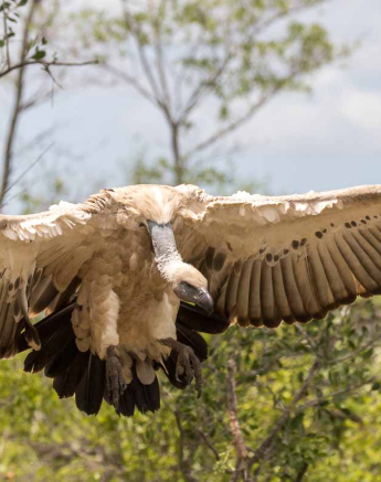 10 Franscois Rosslee Vulture4 1 Of 1 10 Franscois Rosslee Vulture4 1 Of 1
