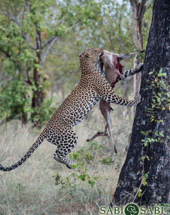 30Terry Ennever Musuthu 22318 Final