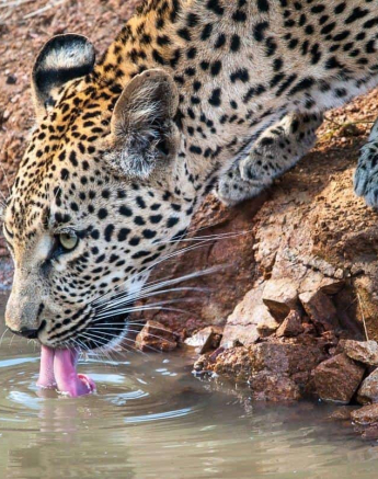 09Kerry Lee Roberg Ntsumi Final 09Kerry Lee Roberg Ntsumi Final