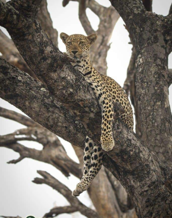 13Ally Ross 20181102 Msthulu Female 03 Final 13Ally Ross 20181102 Msthulu Female 03 Final