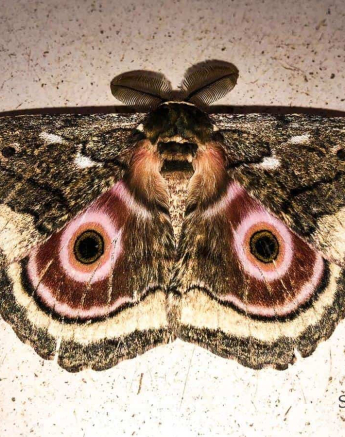 11Kerry Lee Roberg Moth Final