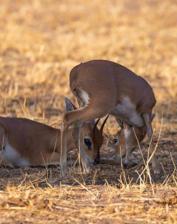 37Frederik Aucamp Steenbok 05 08 2019 Final 37Frederik Aucamp Steenbok 05 08 2019 Final