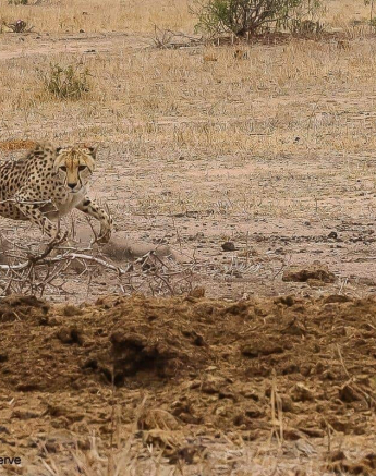 43andries Ndlovu Cheetah 051119 2 Final 43andries Ndlovu Cheetah 051119 2 Final