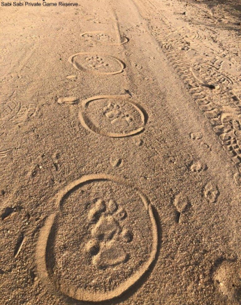 25Louise Murray Leopard Track 3 FINAL