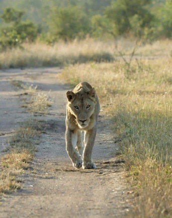 18Stefan Schoeman Nkuhuma Styx 28052020 3 Final