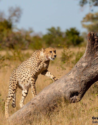 40Greg Heasman Cheetah 07062020 2 Final