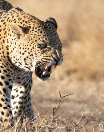 31Tyron Van Der Walt Mating Leopards 260721 5 Final 31Tyron Van Der Walt Mating Leopards 260721 5 Final