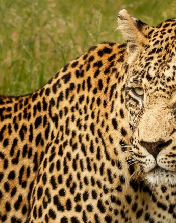 A16Amy Leigh Leopard Nweti 1 200122 Final