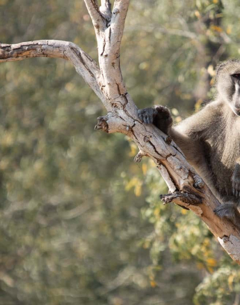 08Kerry Lee Roberg Baboon.8 Final