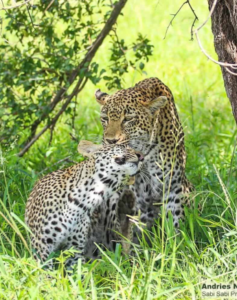 33andries Ndlovu Schotiacub 16.2.20 1 Final 33andries Ndlovu Schotiacub 16.2.20 1 Final