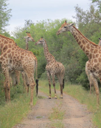 05Mar13 Giraffe Guest 05Mar13 Giraffe Guest