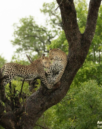 A20andries Loepard.ntsumicub 06012 2 Final