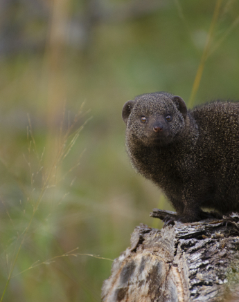 Dwarf Mongoose Dwarf Mongoose