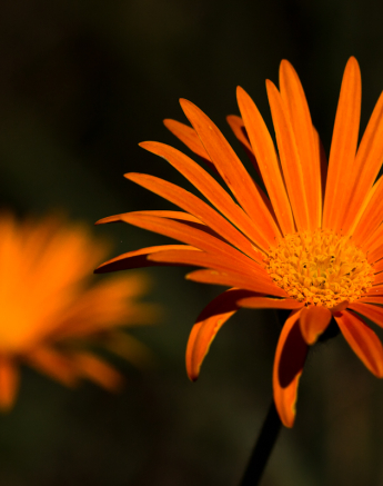 Barberton Daisies Barberton Daisies