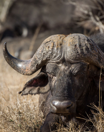 Buff Bull Buff Bull