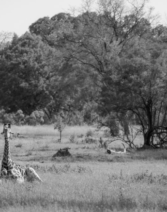 Mike Palmer Giraffe BW Mike Palmer Giraffe BW