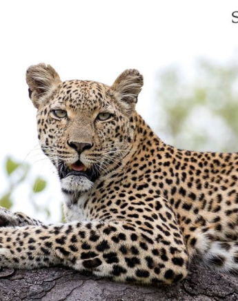 10991645 813457808701872 5864528152599978138 O