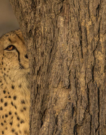 11Kyle M Cheetah 2 11Kyle M Cheetah 2