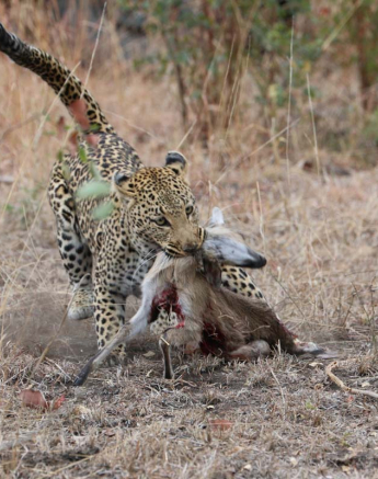 15Eve Woodhill Lisbon Kill 2 15Eve Woodhill Lisbon Kill 2