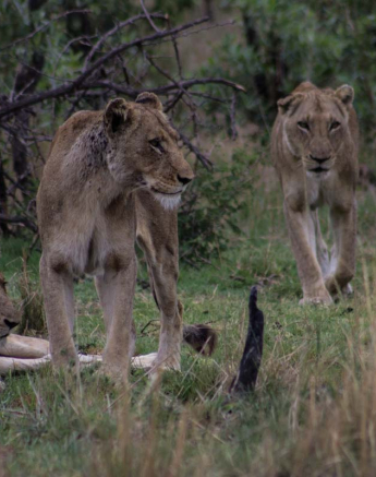 03Tayla McCurdy Lion01 03Tayla McCurdy Lion01