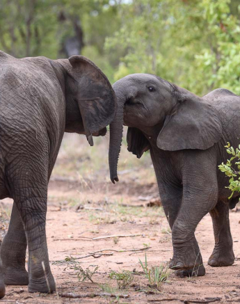 15Mike Palmer Ellies 160116 2 15Mike Palmer Ellies 160116 2