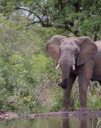 14Pravir Patel Elephant02 14Pravir Patel Elephant02