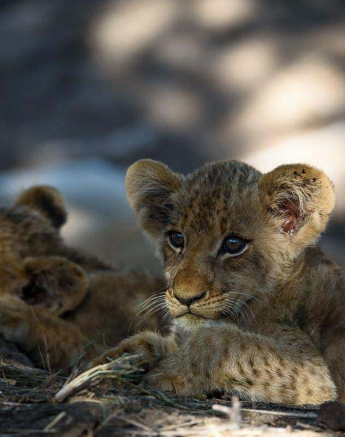 12Mike Palmer SP Cubs 050316 2