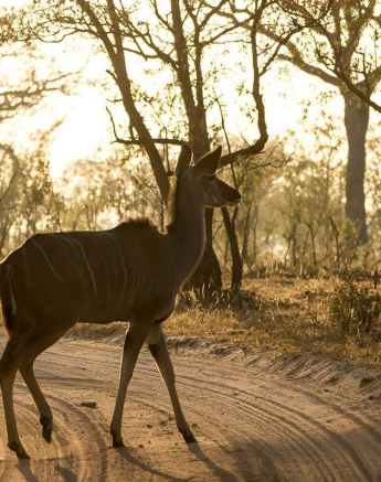 03Sheldon Hooper Kudu Dust Final 03Sheldon Hooper Kudu Dust Final