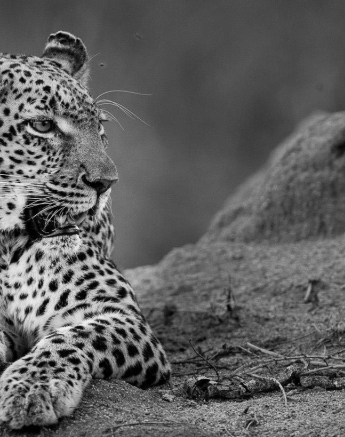 08Terry Ennever LBC And Cub 08Terry Ennever LBC And Cub