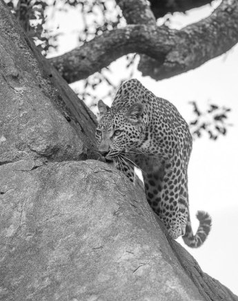 06Kyle 17 March LBC Cub Marieps 11 Final 06Kyle 17 March LBC Cub Marieps 11 Final