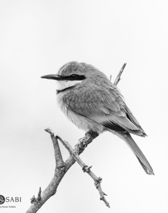 26Kevan Dobbie Little Bee Eater 1010 Final 26Kevan Dobbie Little Bee Eater 1010 Final