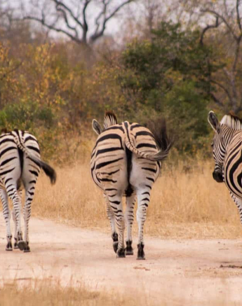 06Frederik Aucamp Zebra 2 Final