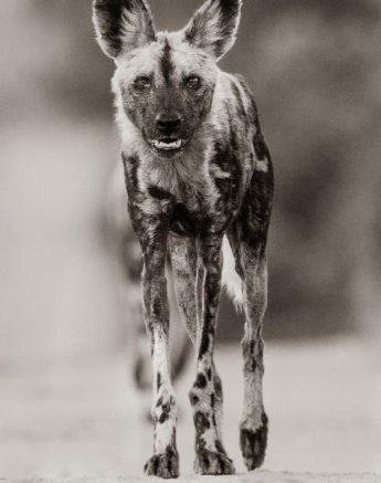 02Kevan Dobbie Wild Dog 210319 2 Final